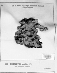 Podofomes mollis image